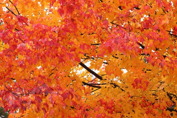 Quebec.Maple1.jpg