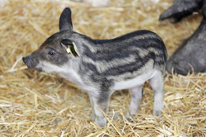 минипиги.jpg минипиги.jpg