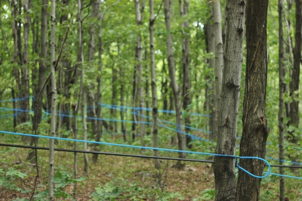 Quebec.Maple3.jpg