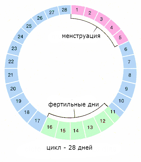 менструальный цикл