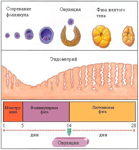 фолликулометрия