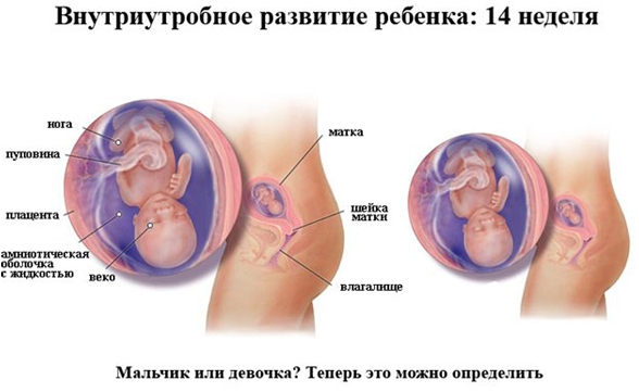 На 14-й неделе крошка уже умеет гримасничать!