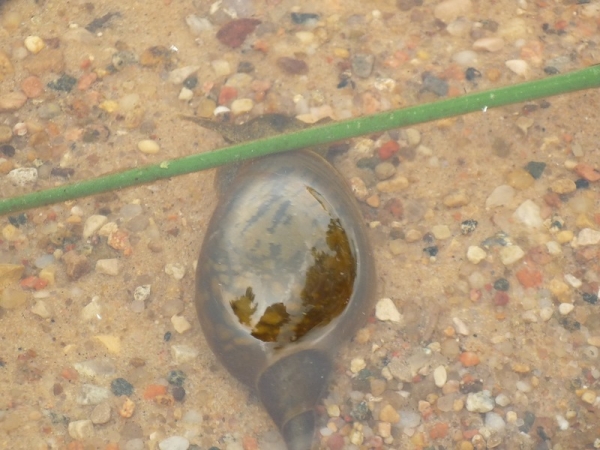 snail2.jpg snail2.jpg